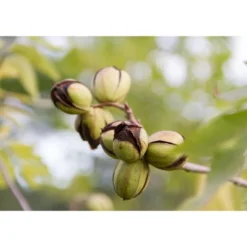 Dry Roasted Pecan Halves - By Food To Live -Lipton Shop GUEST 12d0704a 010c 48c3 8782 e1ff4bfa4ca4