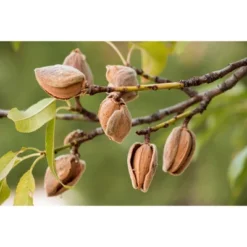 Dry Roasted California Almonds With Himalayan Salt - By Food To Live -Lipton Shop GUEST 173f9ddb 5227 4ad5 88b6 0072173c22f4