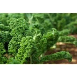 Kale Seeds For Sprouting - By Food To Live -Lipton Shop GUEST 2d2ae41d c998 4bd4 916c d7da9a66c323