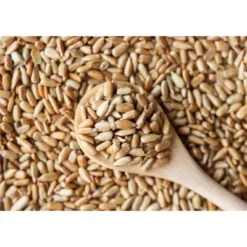 Dry Roasted Sunflower Seed Kernels With Himalayan Salt - By Food To Live -Lipton Shop GUEST 504884a5 bf9b 41a1 b9ce 0f93d01995d5