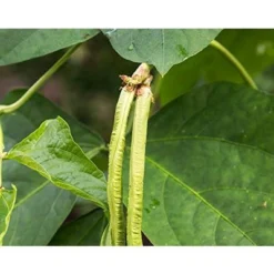 Organic Black-Eyed Peas - Raw Dried Cow Peas, Non-GMO, Bulk Beans, Product Of The USA - By Food To Live -Lipton Shop GUEST 51c2983f f3a8 46e7 95e3 0fede6fe37eb