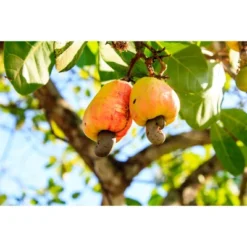 Dry Roasted Whole Cashews - By Food To Live -Lipton Shop GUEST 667c5549 7310 40fd 8140 0ec30f550290