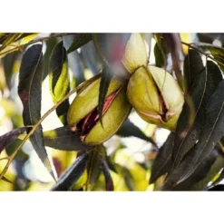 Dry Roasted Pecan Halves With Himalayan Salt - By Food To Live -Lipton Shop GUEST 77054716 0599 4505 bd04 08f728f00d6b