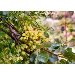 Dry Roasted Pistachio Kernels - By Food To Live -Lipton Shop GUEST 86179570 ac5c 427a b82d fb34588118ad