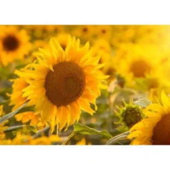 Dry Roasted Sunflower Seed Kernels With Himalayan Salt - By Food To Live -Lipton Shop GUEST 866be2f2 1abe 4804 8873 60aabe8fb333