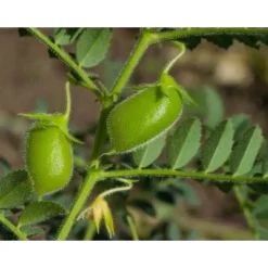 Organic Red Lentil Flour - By Food To Live -Lipton Shop GUEST b9127f18 e980 4a8c aa28 28302e34e384