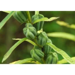 Unhulled Sesame Seeds - By Food To Live -Lipton Shop GUEST ba3ffe51 b93e 4fdf af98 154da0c928e1