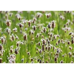 Psyllium Husk Powder - By Food To Live -Lipton Shop GUEST bbbdb3b0 4427 44a7 8cbb 98ad352ea3b0