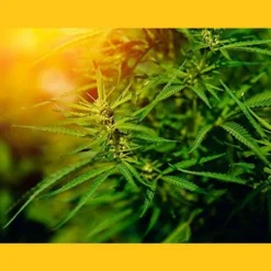 Organic Canadian Hemp Seeds - By Food To Live 14 Organic Canadian Hemp Seeds - By Food To Live -Lipton Shop GUEST bdf9a1e4 eef6 427b 9ac8 1d6c060d5b64