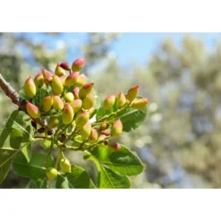 Dry Roasted Pistachio Kernels With Himalayan Salt - By Food To Live 16 Dry Roasted Pistachio Kernels With Himalayan Salt - By Food To Live -Lipton Shop GUEST cd80639b ac4d 4aa3 8806 aafc64db5023