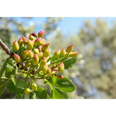 Dry Roasted Pistachio Kernels With Himalayan Salt - By Food To Live 7 Dry Roasted Pistachio Kernels With Himalayan Salt - By Food To Live - Image 7