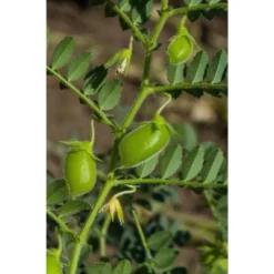 Red Lentils Whole - By Food To Live -Lipton Shop GUEST decb5c1b daf0 4564 94ee ab044f479cd9