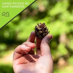 Premium Pine Nuts All Natural, Kosher, Vegan, Raw Pignolias By Nut Cravings -Lipton Shop GUEST dfd742c9 d38b 44d1 8cf3 120c545e9df1