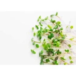 Organic Arugula Sprouting Seeds - By Food To Live -Lipton Shop GUEST e4120bc9 a394 4d72 bbbc d53c1d411276