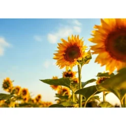 Dry Roasted Sunflower Seed Kernels - By Food To Live -Lipton Shop GUEST e87d095b f5b1 4648 8270 f63cead1e8ac