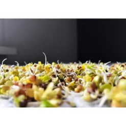 Organic Arugula Sprouting Seeds - By Food To Live -Lipton Shop GUEST f089854c 14c3 4501 a26e 0cf587c00614