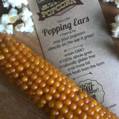 Free Day Popping Ear Non-GMO Yellow Un-Popped Popcorn - Pack Of 6 - Popcorn On The Cob -Lipton Shop GUEST f5766cb5 e56e 458a 846d d489e8b10bc6