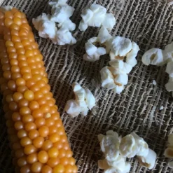 Free Day Popping Ear Non-GMO Yellow Un-Popped Popcorn - Pack Of 6 - Popcorn On The Cob -Lipton Shop GUEST fc683e16 8745 4d6d b4ea 790413eb5d14